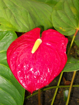 The Scarlet Anthurium