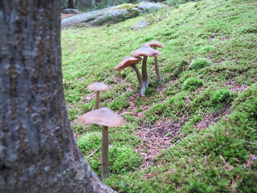 EUREKA!  A crop of toadstools right near the bracket fungi!  Good idea to venture into the woods!