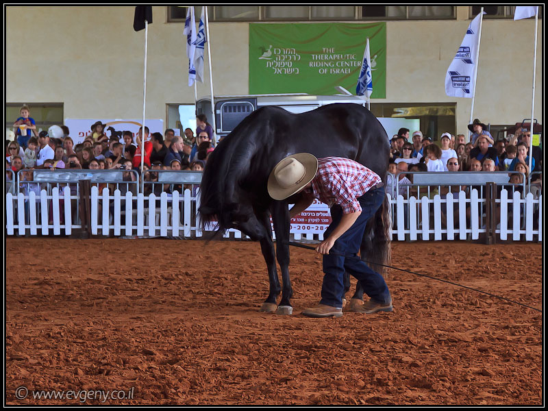 il/Фото: Stallion Show 2011 (20110416 stllion show 036 2110)