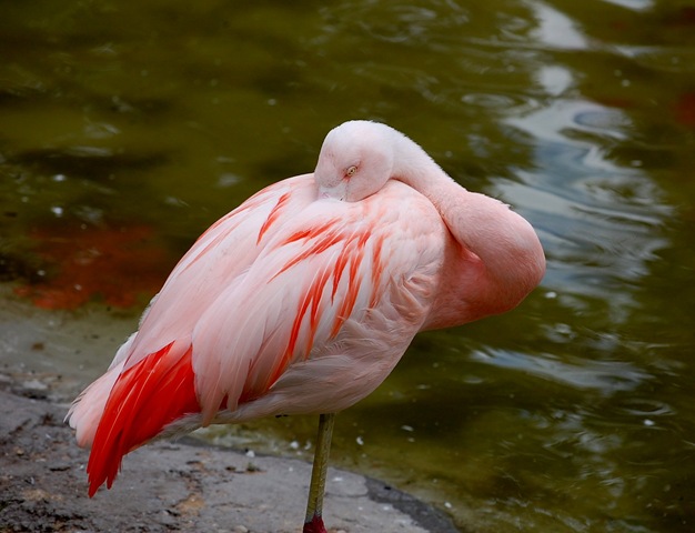 [aviary292.jpg]