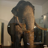 Raja the most famous tusker in Sri Lanka.