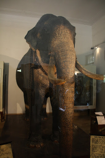 Raja the most famous tusker in Sri Lanka.