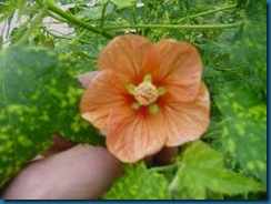 flowering maple abutilon