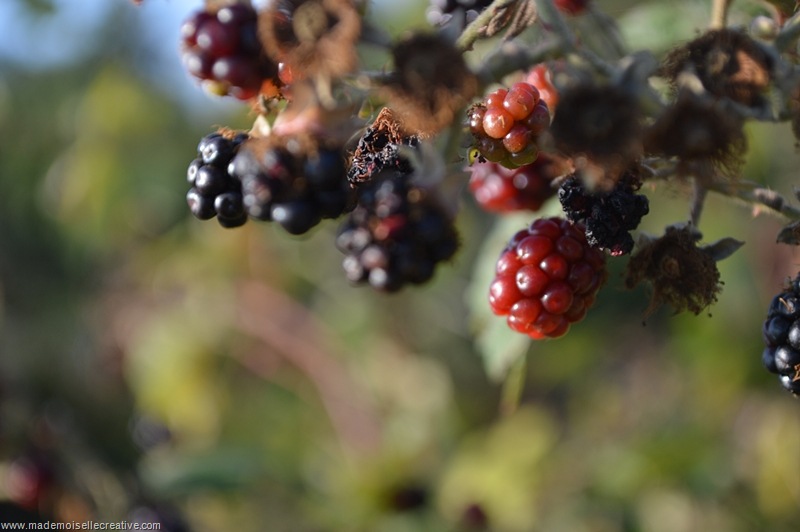 DSC_0098 DSC_0098