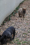 G.K. - you're kind of a pawful.  Watching you is work!