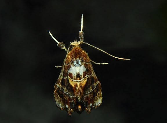 Noctuidae : Hypeninae : Arrade leucocosmalis WALKER, 1863. Umina Beach (NSW, Australie), 21 octobre 2011. Photo : Barbara Kedzierski