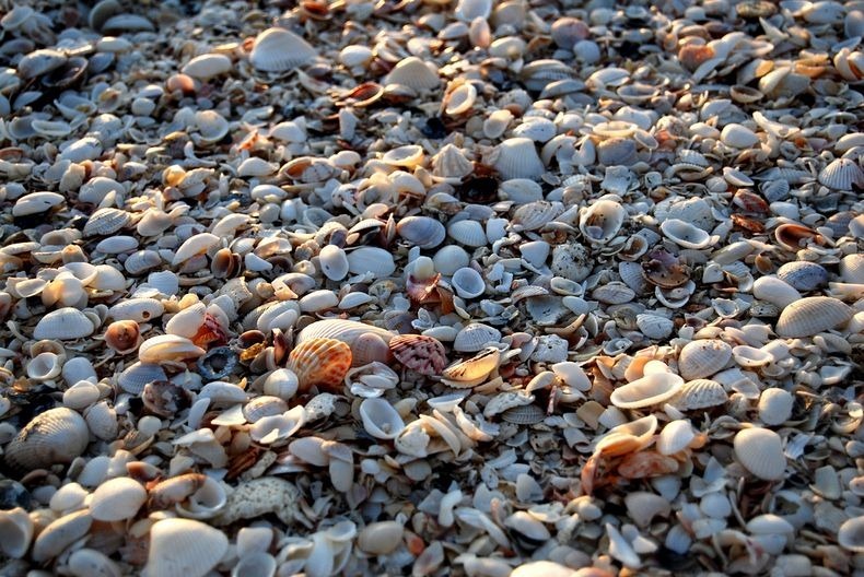 sanibel-shell-1 sanibel-shell-1