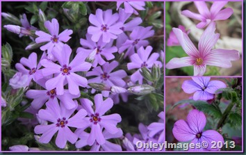 pink collage2 pink collage2