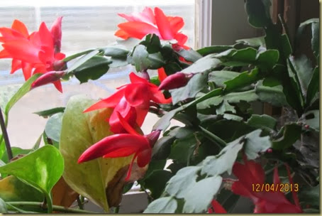 Christmas catcus Christmas catcus