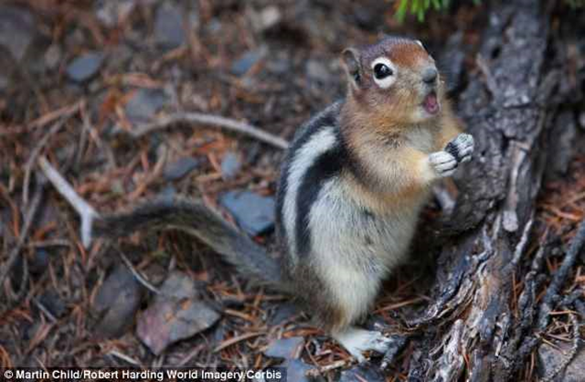 Scientists studied alpine chipmunks living in Yosemite National Park and found that over 100 years, the animals have moved to higher altitudes as the average temperature of the park has risen by three degrees Celsius. Photo: Martin Child / Robert Harding World Imagery / Corbis