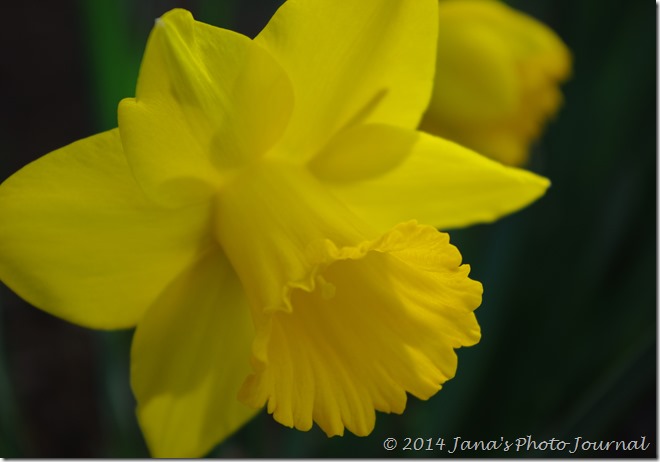 Yellow Daffodil