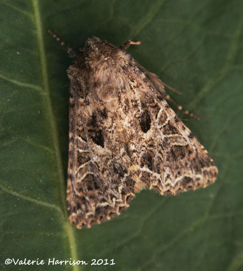 [Lychnis2.jpg]