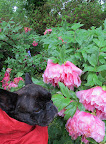 Darn!  Too much rain on these giant blooms.