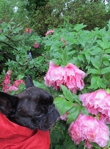 Darn!  Too much rain on these giant blooms.