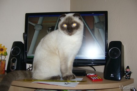 Кот, которому исполнился год Кот, которому исполнился год