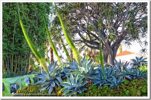Huntington Desert Garden, finally