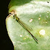 P1290916