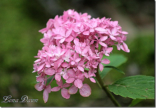 Hydrangea_RoyalRed_July1