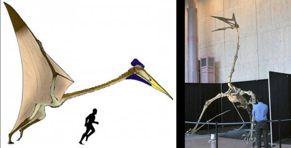 5- O Quetzalcoatlus 5- O Quetzalcoatlus