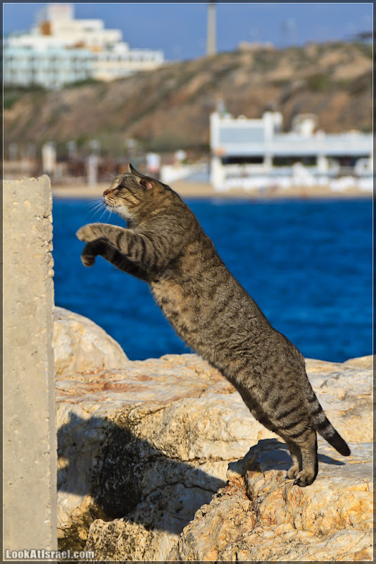 Тель Авивский морской кот (foto il  фото тель авив моря и океаны братья наши  20111216 ta sea cat 004 3199)