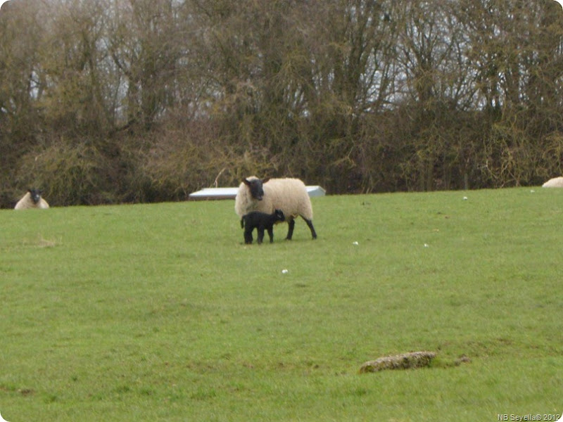 SAM_0009 SAM_0009