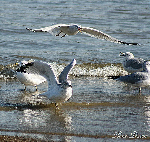[CC_GullsFlight%255B10%255D.jpg]