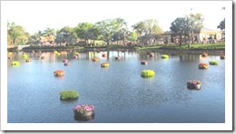 Florida vacation Epcot floating circles of flowers in the water