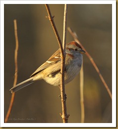 - American Tree Sparrow_ROT9708 February 28, 2012 NIKON D3S