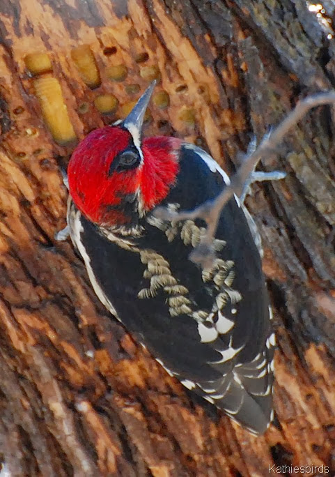 1. Red-breasted Sapsucker-kab
