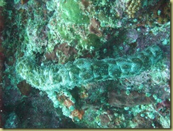 Sea Cucumber 2