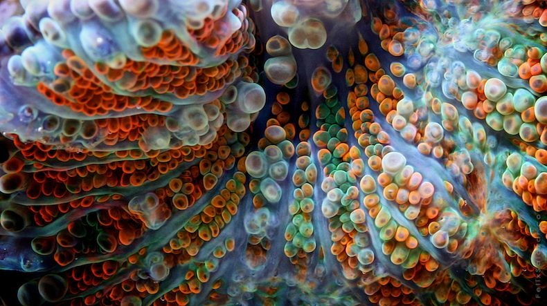 corals-7 corals-7