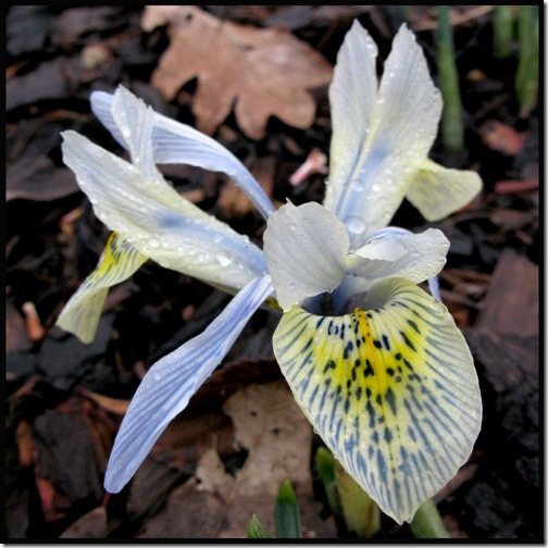 Iris reticulata 'Katherine Hodgkin'