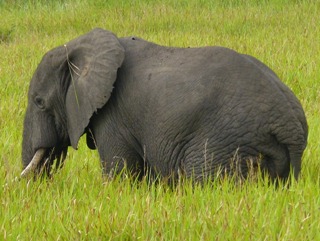 F Elephant F Elephant