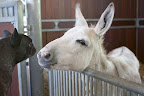 Clive, I know you're always looking after Billie and Rufus, but I'd really like to see for myself, if you don't mind.