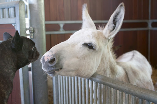 Clive, I know you're always looking after Billie and Rufus, but I'd really like to see for myself, if you don't mind.