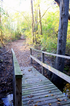 Pumpkin Spice Lattes, Friends, and Walking Trails 121