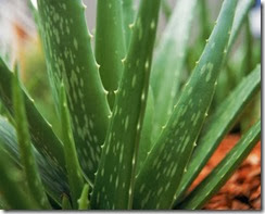 aloe vera