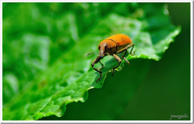 DSC_2978 DSC_2978