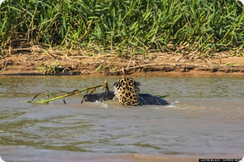 jaguar vs caiman9