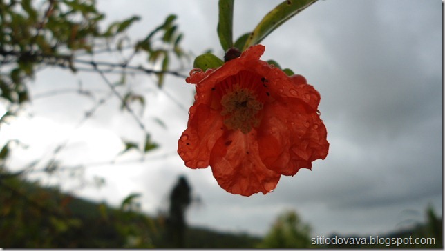 Flor da Romã