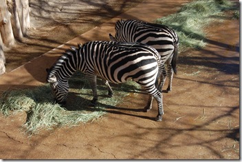 The Zoo, January 2012 006