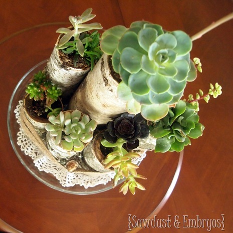 Succulent Centerpiece using Birch Logs {Sawdust and Embryos}