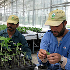 Grafting Trials