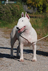 Bullworld Electric Boogie