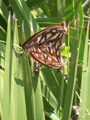Gulf Fritillary butterflies mating