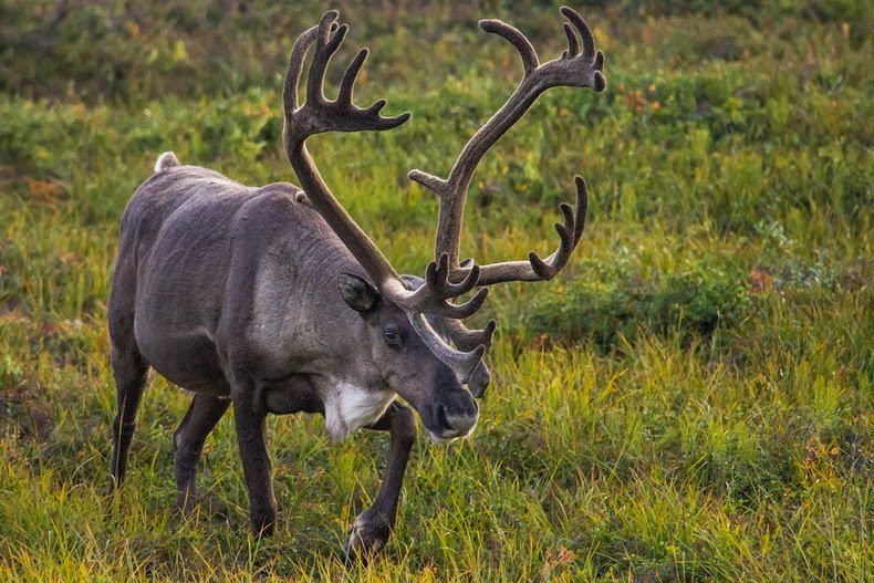 caribou caribou