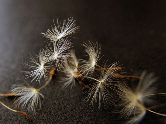 dandelion-seeds-macro