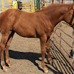 barrel races horses 007.JPG