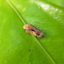 Plant Hopper