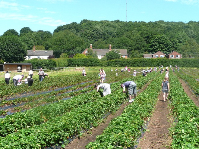 Manor Farm